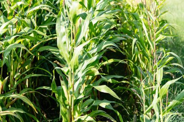 Sarı mısır Zea mays