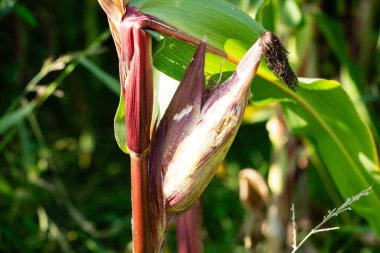 Sarı mısır Zea mays
