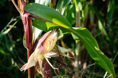 Sarı mısır Zea mays