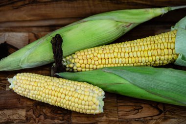 Sarı mısır Zea mays
