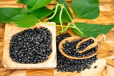 The black turtle bean is a small, shiny variety of the common bean Phaseolus vulgaris clipart