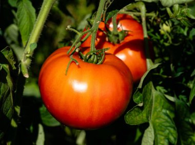 Salata ya da çorba için taze ya da kurutulmuş domates Solanum Lycopersicum.