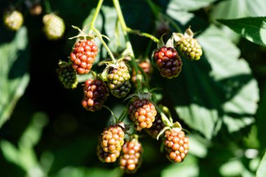 Rubus Blackberry vahşi orman çiçekleri ve meyveleri