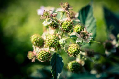 Rubus Blackberry vahşi orman çiçekleri ve meyveleri