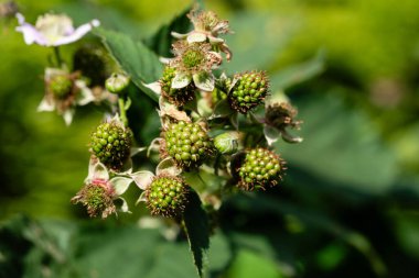 Rubus Blackberry vahşi orman çiçekleri ve meyveleri