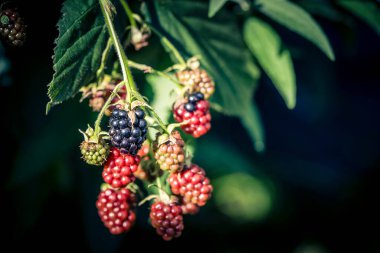 Rubus Blackberry vahşi orman çiçekleri ve meyveleri