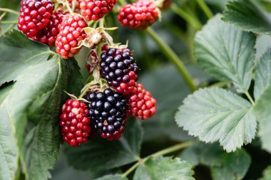 Rubus Blackberry vahşi orman çiçekleri ve meyveleri