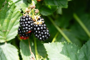 Rubus Blackberry vahşi orman çiçekleri ve meyveleri