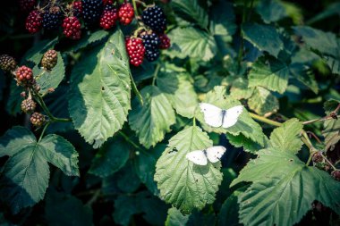 Rubus Blackberry wild forest flowers and fruits clipart