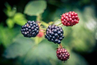 Rubus Blackberry vahşi orman çiçekleri ve meyveleri