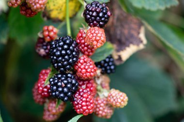 Rubus Blackberry vahşi orman çiçekleri ve meyveleri