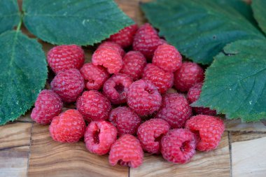 Rubus Blackberry vahşi orman çiçekleri ve meyveleri