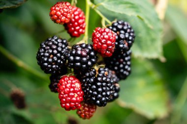 Rubus Blackberry vahşi orman çiçekleri ve meyveleri