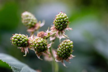 Rubus Blackberry vahşi orman çiçekleri ve meyveleri