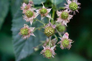 Rubus Blackberry vahşi orman çiçekleri ve meyveleri