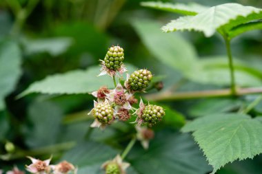Rubus Blackberry vahşi orman çiçekleri ve meyveleri