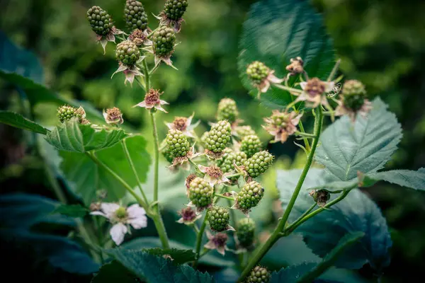 Rubus Blackberry vahşi orman çiçekleri ve meyveleri