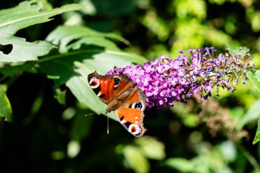 Buddleja Daviddi Kelebek Çalısı