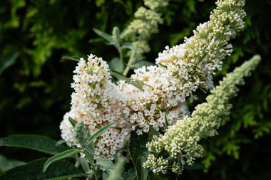 Buddleja Daviddi Kelebek Çalısı