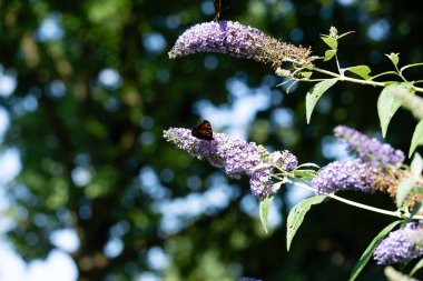 Buddleja davidii the Butterfly bush clipart