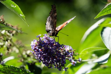 Buddleja davidii the Butterfly bush clipart