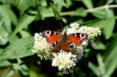 Buddleja davidii the Butterfly bush clipart