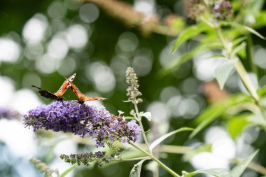 Buddleja Daviddi Kelebek Çalısı
