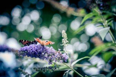 Buddleja Daviddi Kelebek Çalısı