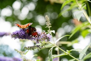 Buddleja Daviddi Kelebek Çalısı