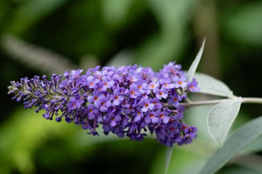 Buddleja davidii the Butterfly bush clipart