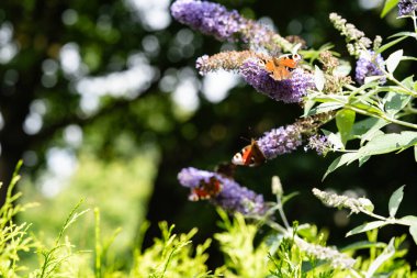 Buddleja Daviddi Kelebek Çalısı