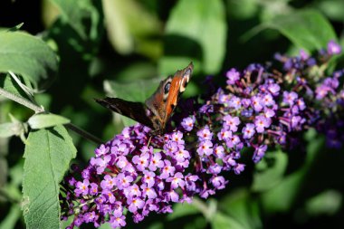 Buddleja Daviddi Kelebek Çalısı