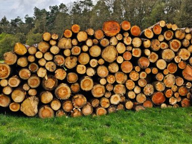 Bir odun yığını.