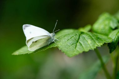 The larvae of the white cabbage butterfly Pieris brassicae destroy the plant clipart