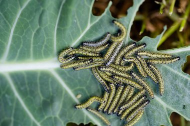 Beyaz lahana kelebeğinin larvaları Pieris sutyenini yok eder.