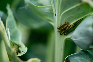 The larvae of the white cabbage butterfly Pieris brassicae destroy the plant clipart