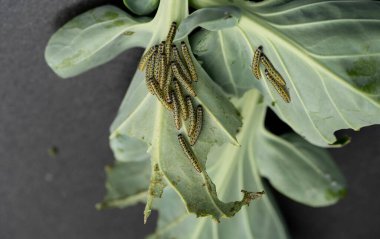Beyaz lahana kelebeğinin larvaları Pieris sutyenini yok eder.