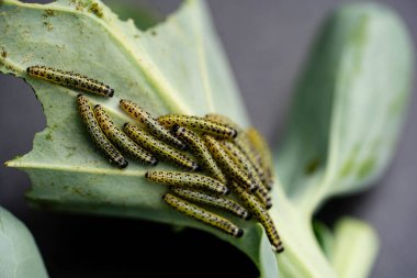 Beyaz lahana kelebeğinin larvaları Pieris sutyenini yok eder.