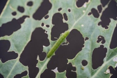 The larvae of the white cabbage butterfly Pieris brassicae destroy the plant clipart