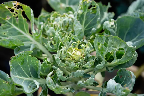 stock image The larvae of the white cabbage butterfly Pieris brassicae destroy the plant