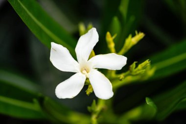 The toxic garden plant nerium Oleander apocynaceae clipart