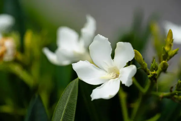 stock image The toxic garden plant nerium Oleander apocynaceae