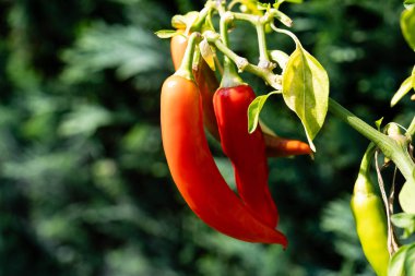 Baharatlı acılı chilli con carne için malzemeler.