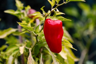 Baharatlı acılı chilli con carne için malzemeler.