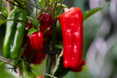 Baharatlı acılı chilli con carne için malzemeler.