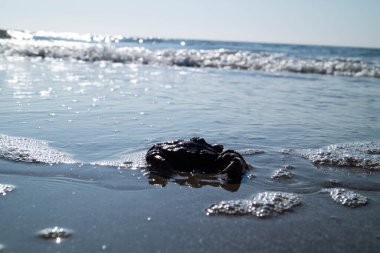 Impressions of the endless beach at the northern sea in Blavand Denmark clipart