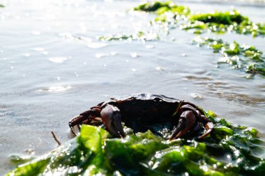 Blavand Danimarka 'nın kuzey denizindeki uçsuz bucaksız plajın izleri.