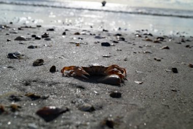 Impressions of the endless beach at the northern sea in Blavand Denmark clipart