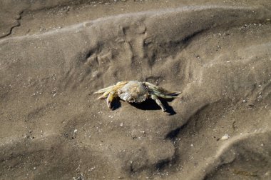Blavand Danimarka 'nın kuzey denizindeki uçsuz bucaksız plajın izleri.
