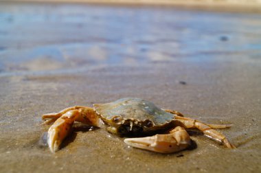 Impressions of the endless beach at the northern sea in Blavand Denmark clipart